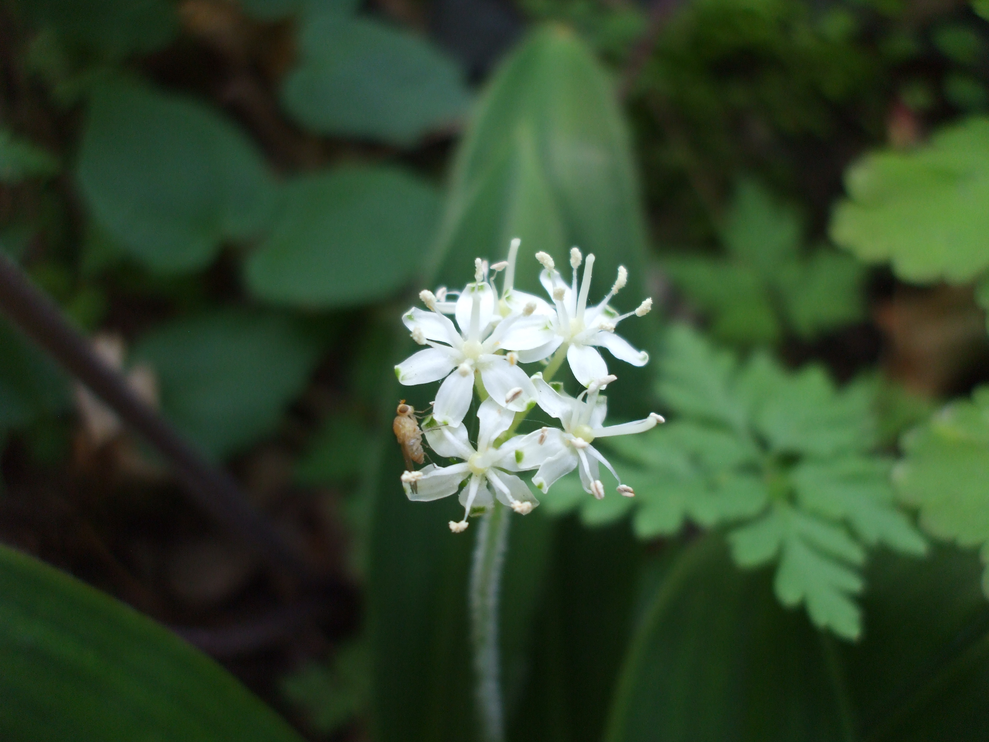 Clintonia umbellulata